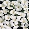 Agrostemma githago 'Ocean Pearls' / White Corncockle / Seeds