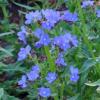 Anchusa capensis 'Blue Angel' / Cape Forget-Me-Not / Seeds