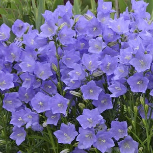 Campanula persicifolia 'Blue' / Fairy Bellflower / Seeds