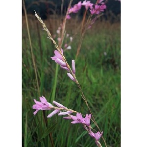 Dierama erectum / Angel's Fishing Rod / Seeds