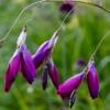 Dierama pulcherrimum 'Dark Cerise' / Angel's Fishing Rod / Seeds