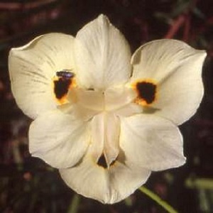 Dietes bicolor / Peacock Flower / Seeds