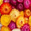 Helichrysum or Xerochrysum bracteatum 'Choice Mixed' / Everlastings / Seeds