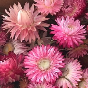 Helichrysum or Xerochrysum bracteatum 'Bright Rose' / Everlastings / Seeds