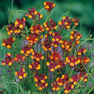 Linaria reticulata 'Spanish Dancer' / Netted Toadflax / Seeds