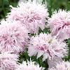Papaver somniferum paeoniiflorum 'Paeony Lilac' / Opium Poppy / Seeds