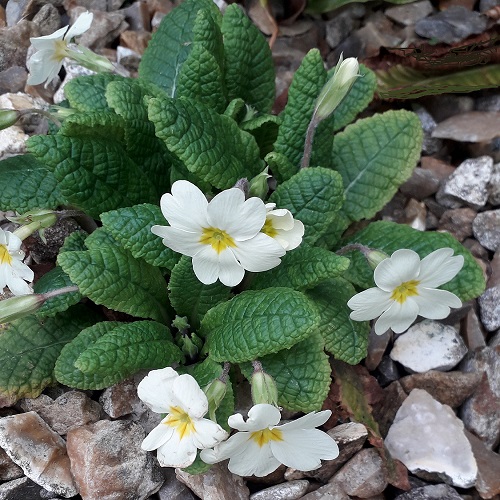 Spring is on the way! Wild Primroses are in flower