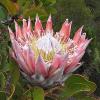 Protea cynariodes / King Protea / Seeds