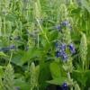 Salvia hispanica / Chia Seeds / Seeds for Sowing