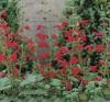 Salvia roemeriana 'Hot Trumpets' / Cedar Sage / Seeds