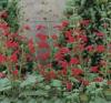 Salvia roemeriana 'Hot Trumpets' / Cedar Sage / Seeds