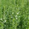 Satureja montana / Winter Savory / Aromatic Culinary Herb / Seeds