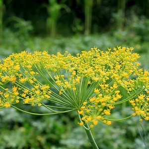 Dill 'Vierling' / Anethum graveolens / Flower and Culinary Herb / Seeds