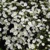 Arenaria montana 'Avalanche' / Mountain Daisy / Mountain Sandwort / Seeds