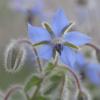 Borage / Borago officinalis / Mediterranean Herb & Wildflower / Seeds