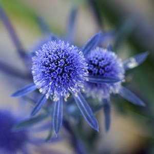 Eryngium planum / Sea Holly / Seeds