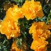 Eschscholzia californica ‘Gold Swirl’ / Californian Poppy / Seeds