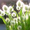 Lagurus ovatus / Bunny's Tail Grass / Seeds