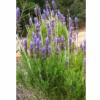 Lavender dentata / Fringed Lavender / Lavandula dentata / Spanish Lavender / Seeds