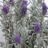 Lavender lanata / Woolly Lavender / Lavandula lanata / Seeds
