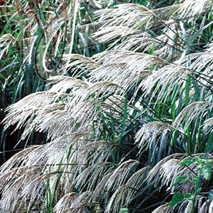 Miscanthus sinensis 'Early Hybrids' or Chinese Silver Grass / Seeds