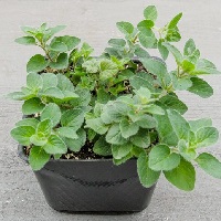 Grow Greek Oregano - A nutrient-dense tasty herb