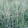 Panicum virgatum 'Blue Giants' /  Switch Grass / Ornamental Grass / Seeds