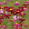 Tanacetum or Pyrethrum coccineum 'Robinson's Red' / Painted Daisy / Seeds