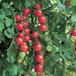 Tomato 'Gardeners Delight' / Heritage Cherry Tomato / Seeds