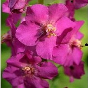 Verbascum phoeniceum 'Rosetta' / Purple Mullein / Seeds