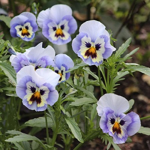 Viola tricolor / Wild Pansy or Heart's Ease / Seeds