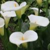 Zantedeschia aethiopica / Arum Lily / Seeds