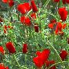 Eschscholzia californica ‘Red Chief’ / Californian Poppy / Seeds