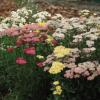 Achillea millefolium 'Summer Pastels' / 1st Year Flowering / Seeds