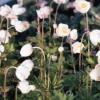 Anemone sylvestris 'Madonna' / Snowdrop Windflower / Seeds