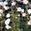 Anemone sylvestris 'Madonna' / Snowdrop Windflower / Seeds