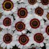 Chrysanthemum carinatum 'Bright Eye' / Seeds