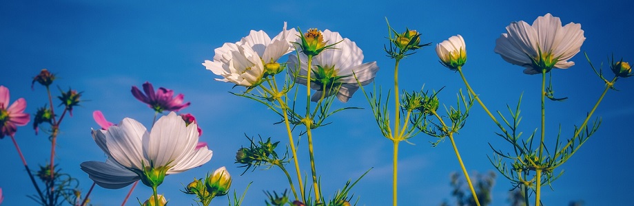 15 Cut Flowers to Grow from Seed