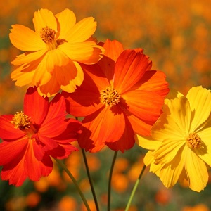 Cosmos sulphureus ‘Bright Lights / Seeds