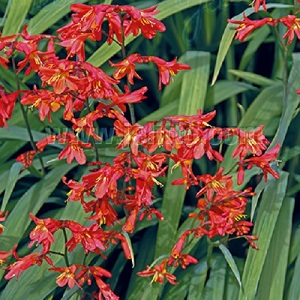 Crocosmia 'Orangerot' / Montbretia / Seeds