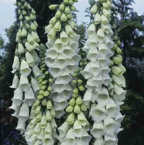 Digitalis purpurea 'Alba' / White Foxglove / Seeds