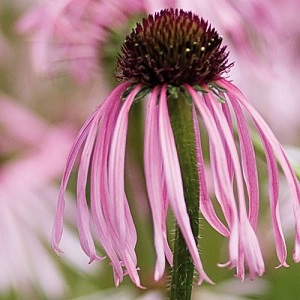 Echinacea pallida  / Pale Coneflower / Seeds