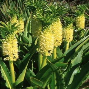 Eucomis autumnalis / Pineapple Flower / Seeds