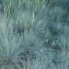 Festuca cinerea Glauca / Blue Fescue Grass / Seeds
