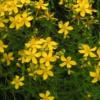 Hypericum perforatum / St John's Wort / Medicinal Herb / Seeds