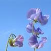 Sweet Pea ‘Spencer Noel Sutton’ / Lathyrus odoratus / Climber / Seeds