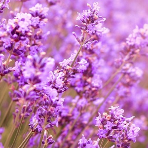 Lavender ‘Pink Perfume’ / Lavandula angustifolia / Seeds
