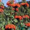 Leonotis nepetifolia 'Staircase' / Leonotis hort. / Lion's Ear / Seeds