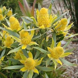 Leucadendron floridum / Flats Conebush / Seeds