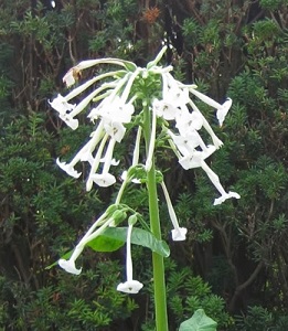 Nicotiana sylvestris 'Only The Lonely' / White Tobacco Plant / Seeds